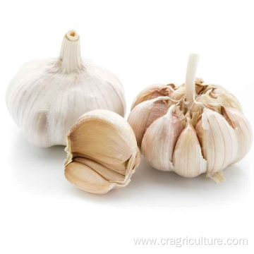 Supply Chinese White Fresh Garlic Price